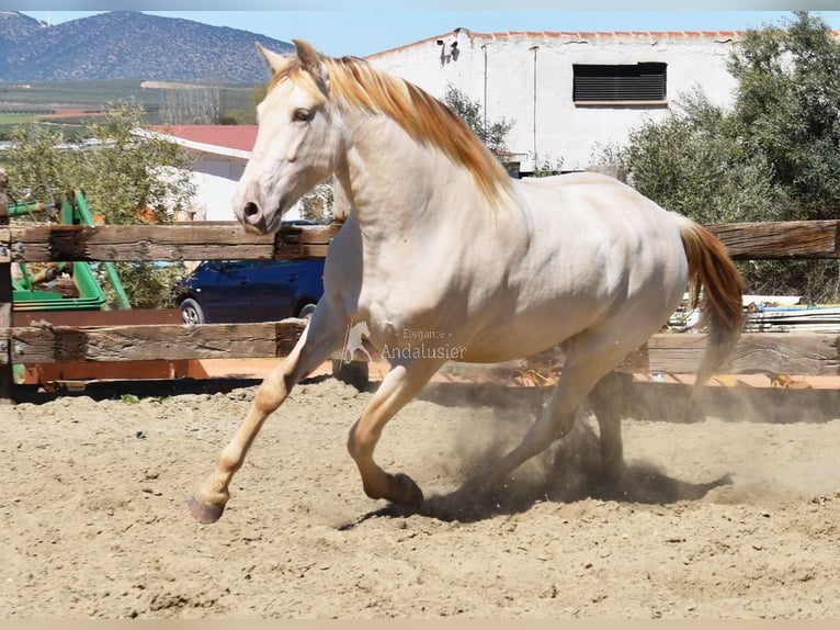 PRE Stallone 3 Anni 163 cm Pearl in Provinz Malaga
