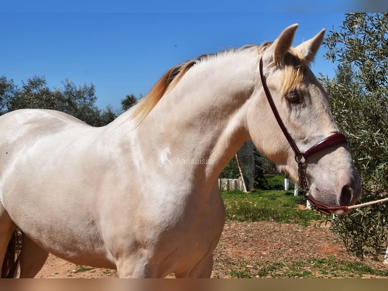 PRE Stallone 3 Anni 163 cm Pearl in Provinz Malaga