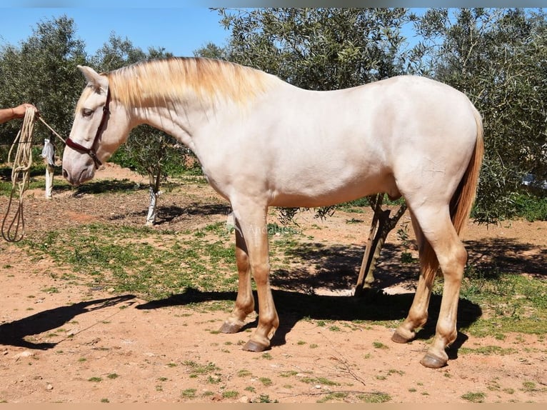 PRE Stallone 3 Anni 163 cm Pearl in Provinz Malaga