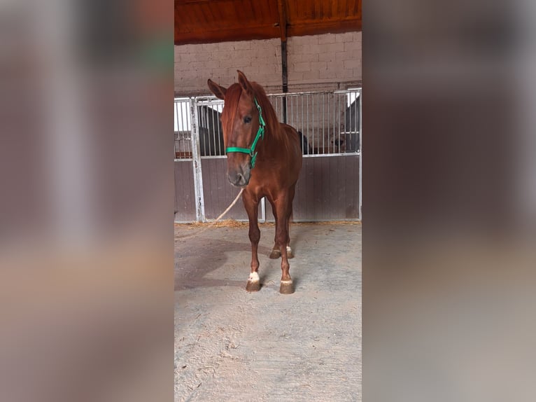 PRE Stallone 3 Anni 163 cm Sauro in Granada