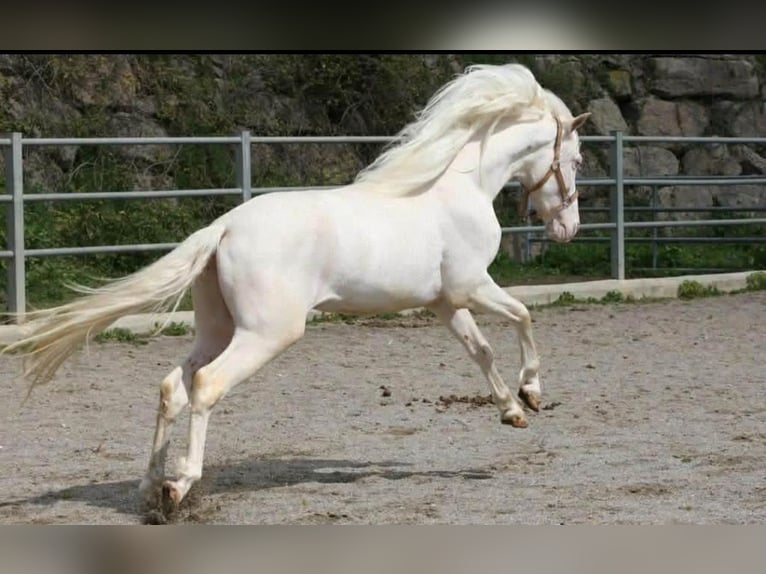 PRE Stallone 3 Anni 164 cm Cremello in Colonia Rosal, La (Berga)