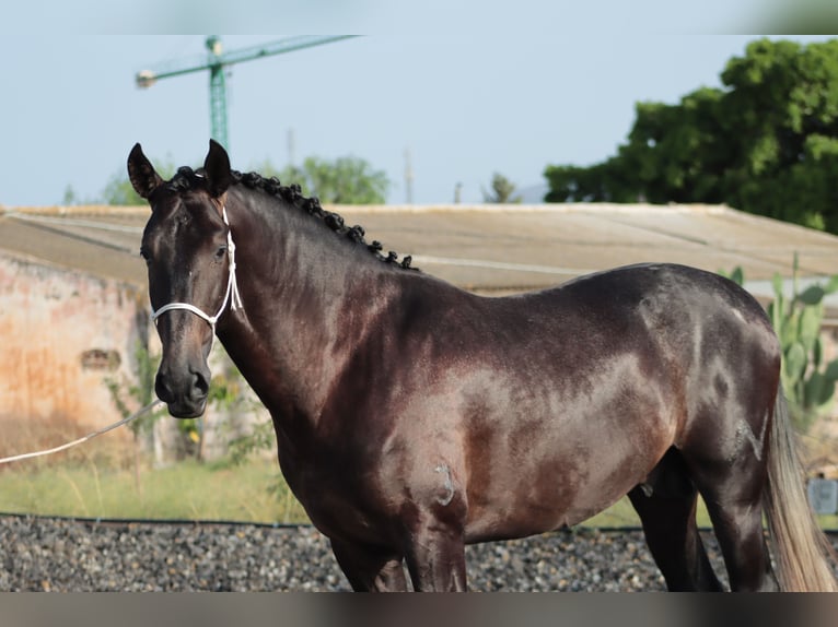 PRE Stallone 3 Anni 164 cm Grigio in Malaga