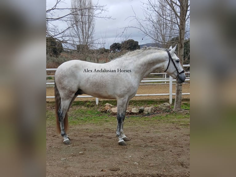 PRE Mix Stallone 3 Anni 164 cm Grigio in Sevilla