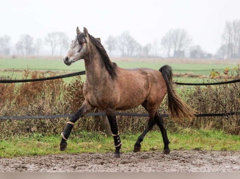 PRE Stallone 3 Anni 164 cm Grigio in Wremen