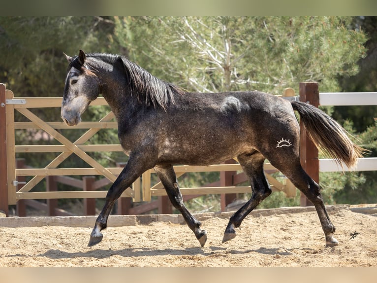 PRE Mix Stallone 3 Anni 164 cm Grigio ferro in Kerben