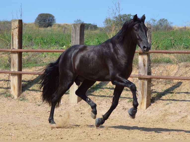 PRE Mix Stallone 3 Anni 164 cm Morello in Sabadell