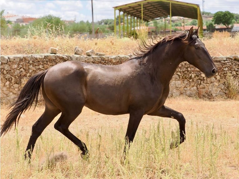 PRE Mix Stallone 3 Anni 164 cm Morello in Navas Del Madroño