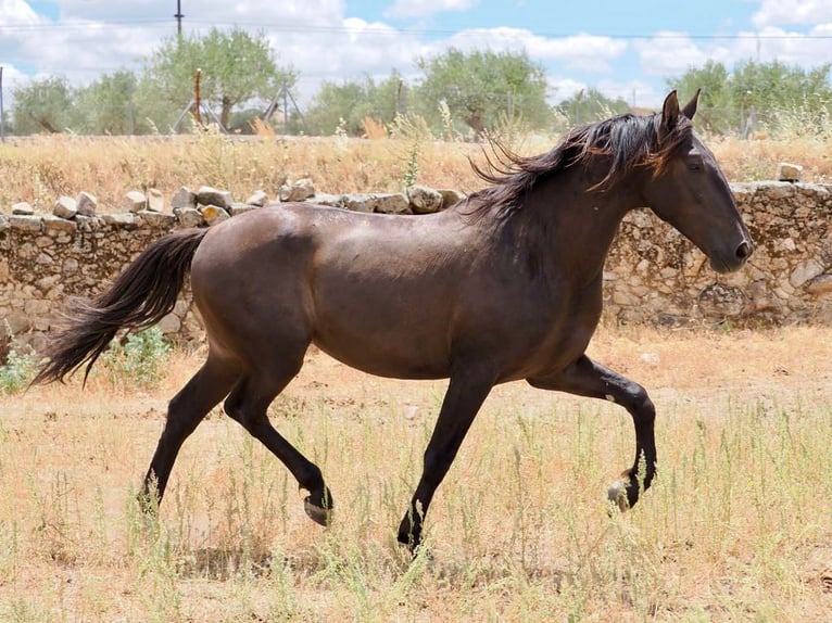 PRE Mix Stallone 3 Anni 164 cm Morello in Navas Del Madroño