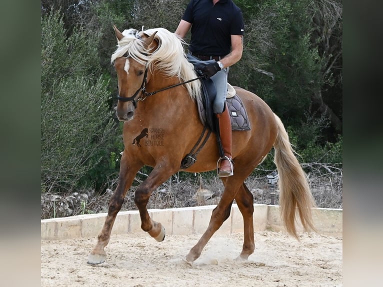 PRE Mix Stallone 3 Anni 164 cm Palomino in Menorca