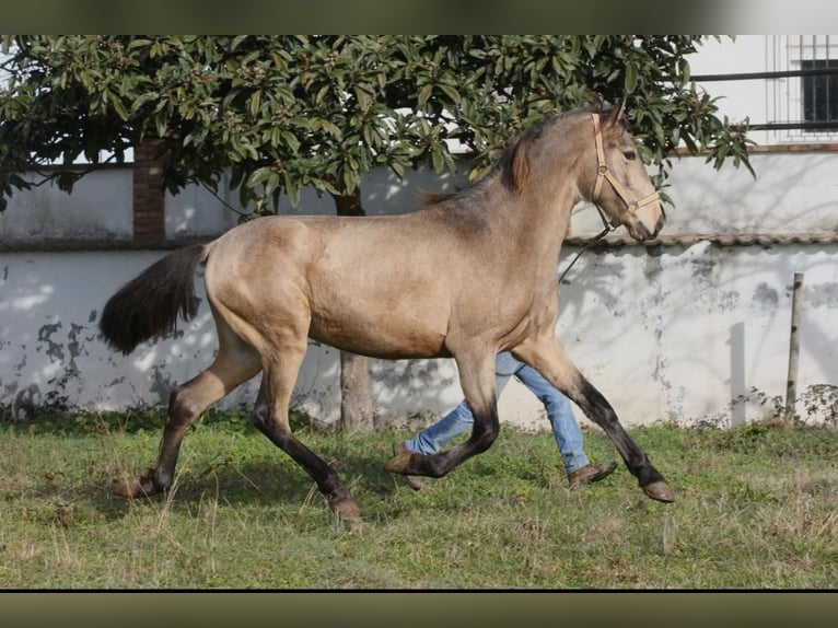 PRE Mix Stallone 3 Anni 164 cm Pelle di daino in Olvan