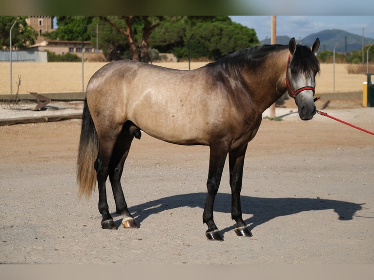 PRE Mix Stallone 3 Anni 164 cm Può diventare grigio in Hamburg