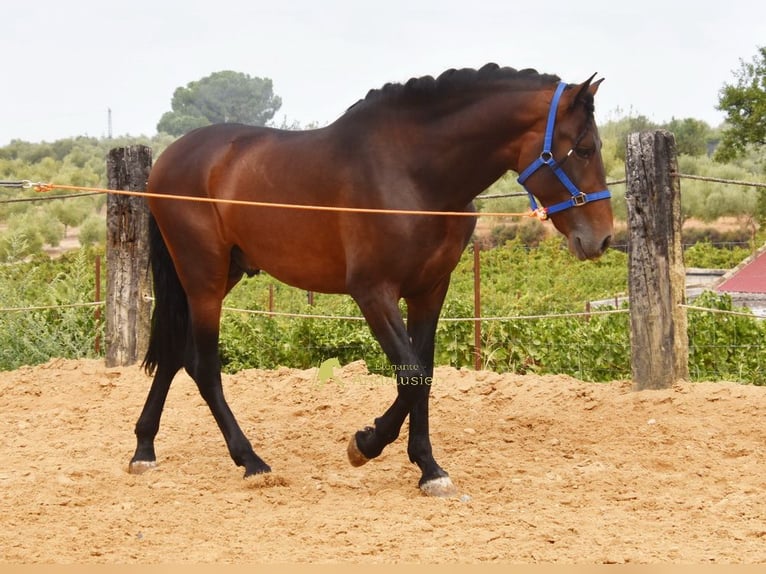 PRE Stallone 3 Anni 165 cm Baio in Provinz Cordoba