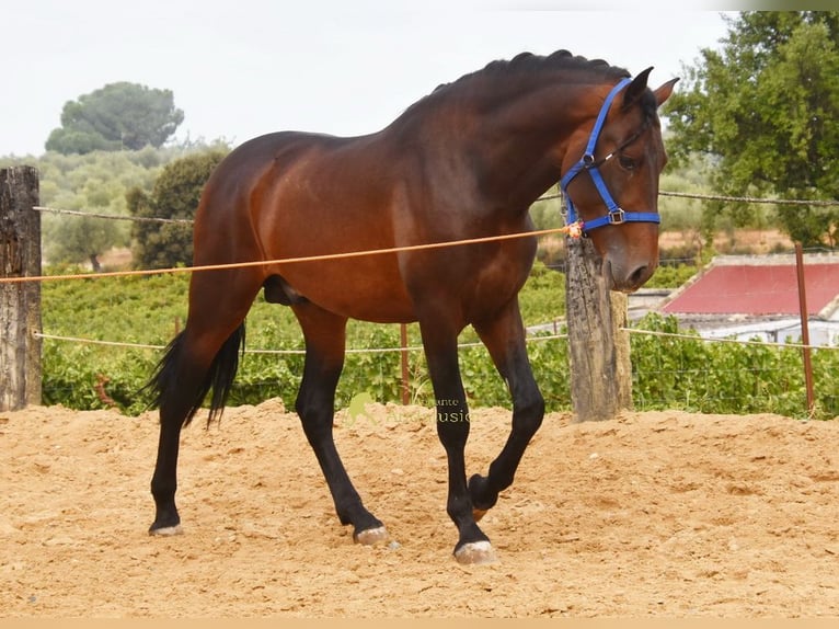 PRE Stallone 3 Anni 165 cm Baio in Provinz Cordoba