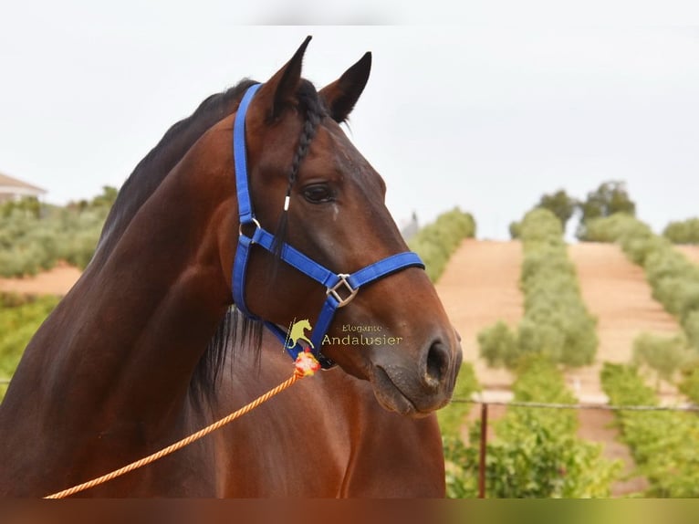 PRE Stallone 3 Anni 165 cm Baio in Provinz Cordoba