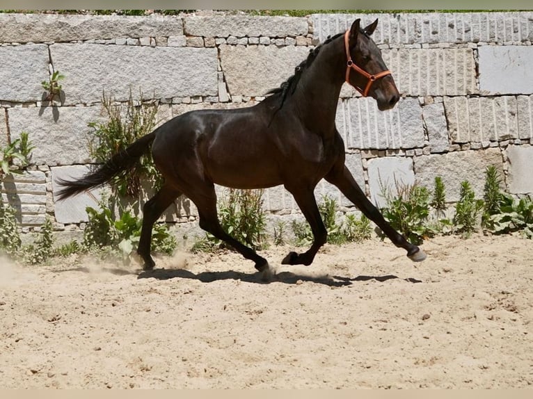 PRE Stallone 3 Anni 165 cm Baio in Vilamarín