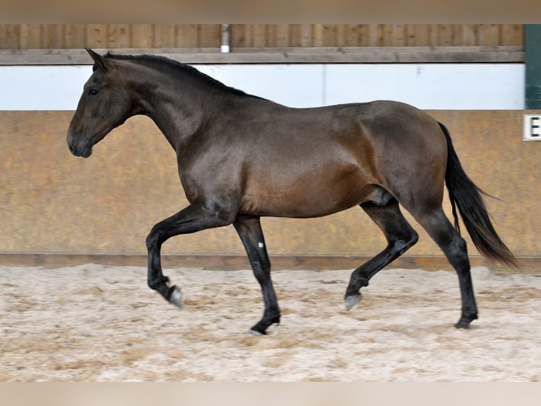 PRE Mix Stallone 3 Anni 165 cm Baio in Waldhölzbach