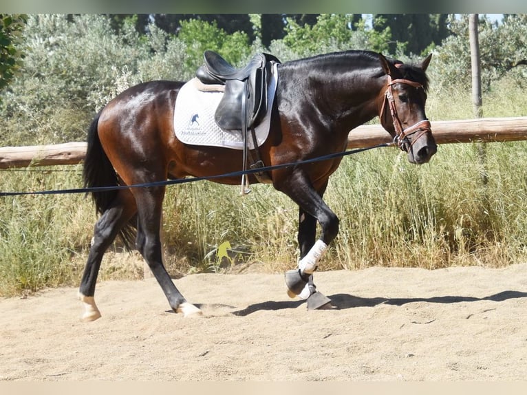 PRE Stallone 3 Anni 165 cm Baio in Provinz Granada