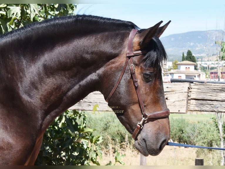 PRE Stallone 3 Anni 165 cm Baio in Provinz Granada