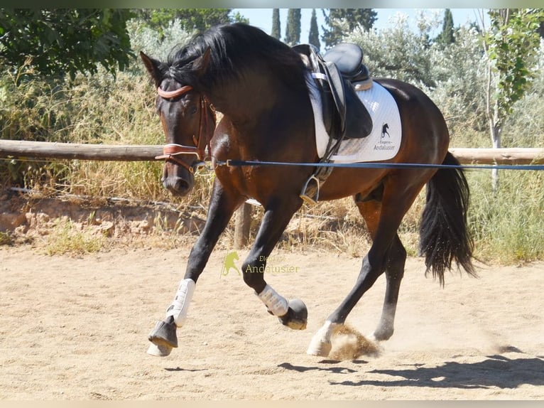PRE Stallone 3 Anni 165 cm Baio in Provinz Granada