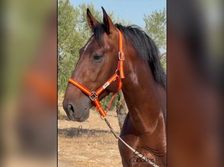 PRE Mix Stallone 3 Anni 165 cm Baio in Merida