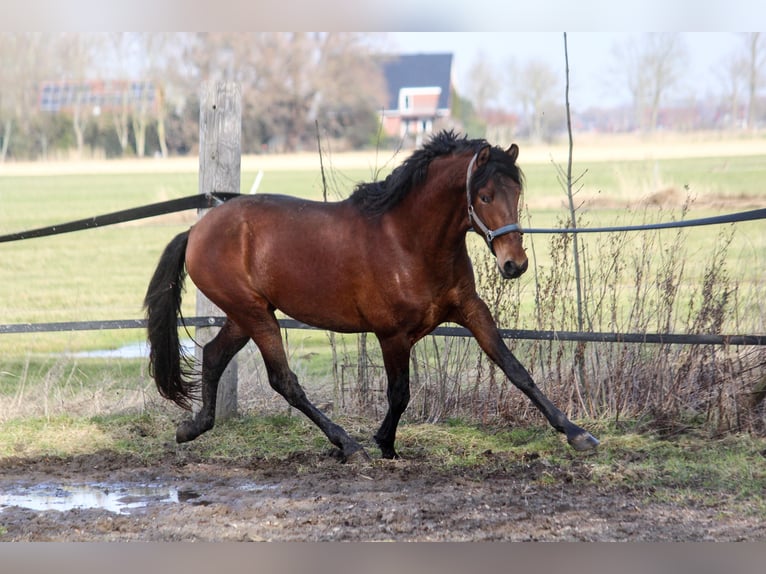 PRE Mix Stallone 3 Anni 165 cm Baio in Wremen
