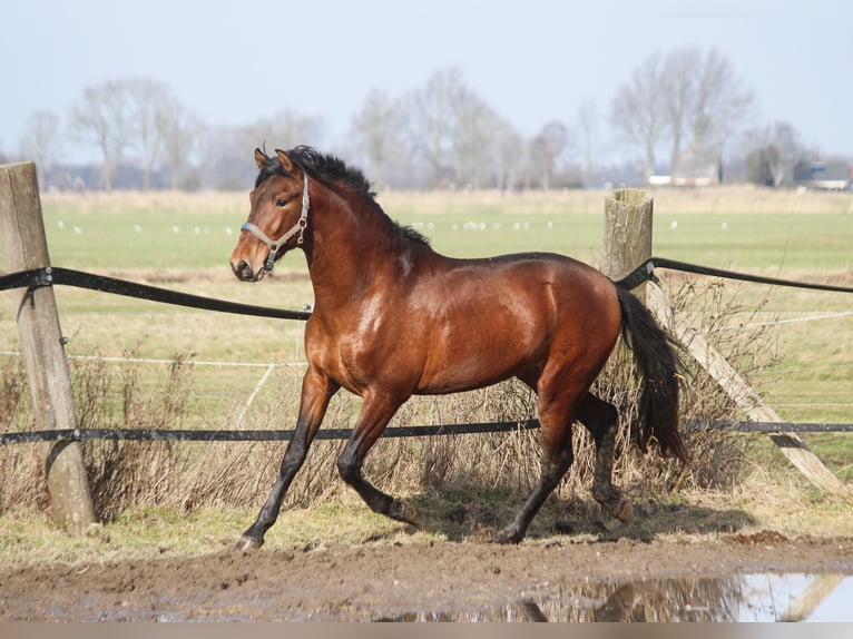 PRE Mix Stallone 3 Anni 165 cm Baio in Wremen