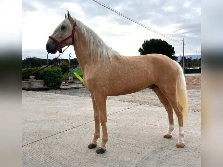 PRE Mix Stallone 3 Anni 165 cm in Hamburg