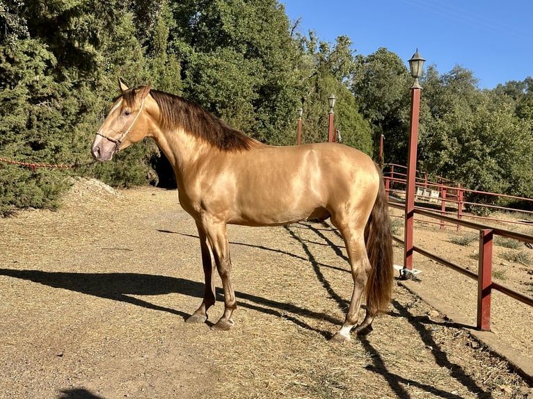 PRE Stallone 3 Anni 165 cm Champagne in Galaroza (Huelva)