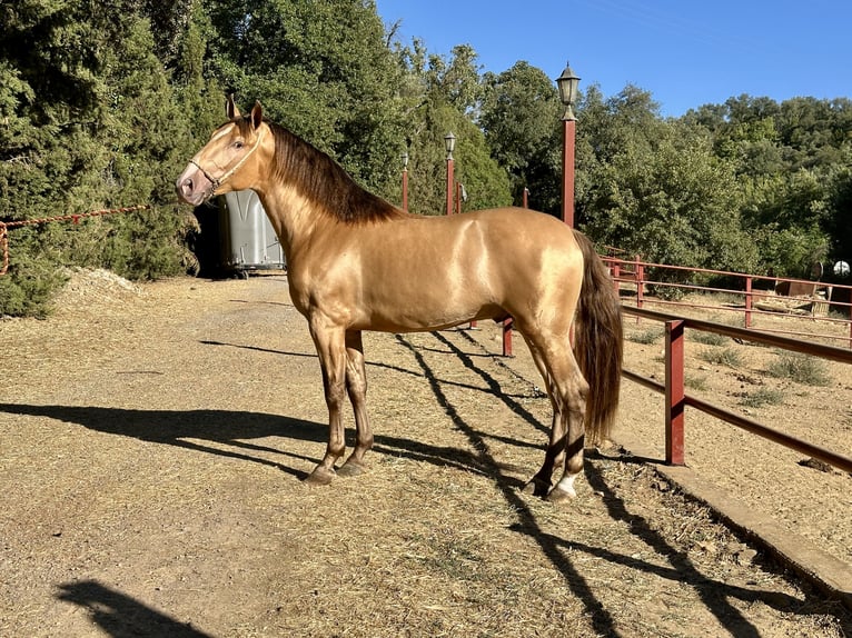 PRE Stallone 3 Anni 165 cm Champagne in Galaroza (Huelva)