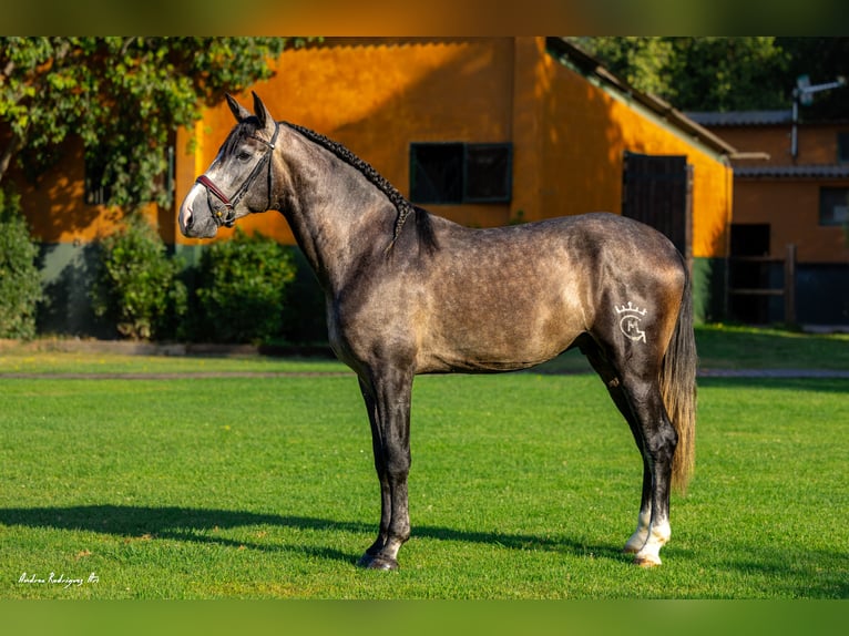 PRE Stallone 3 Anni 165 cm Grigio in Ullastrell