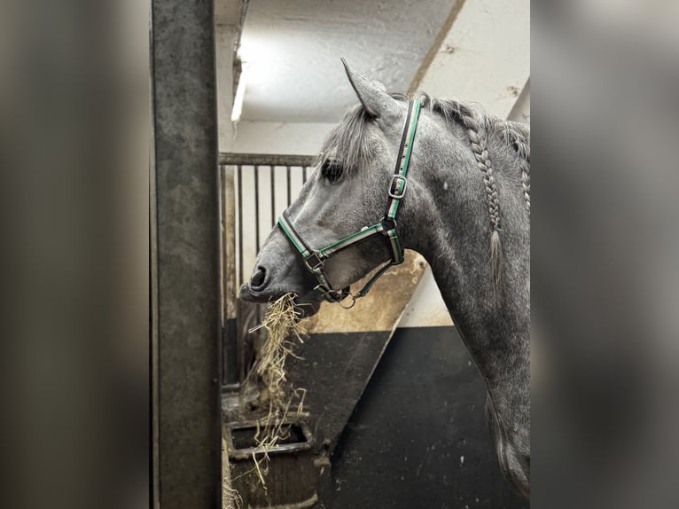 PRE Mix Stallone 3 Anni 165 cm Grigio in Warendorf PRE Mix Stallone 3 Anni 165 cm Grigio in Warendorf