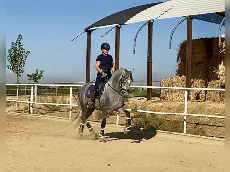 PRE Mix Stallone 3 Anni 165 cm Grigio in Warendorf PRE Mix Stallone 3 Anni 165 cm Grigio in Warendorf