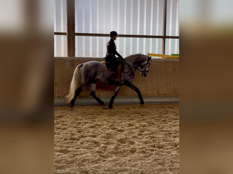 PRE Mix Stallone 3 Anni 165 cm Grigio in Warendorf