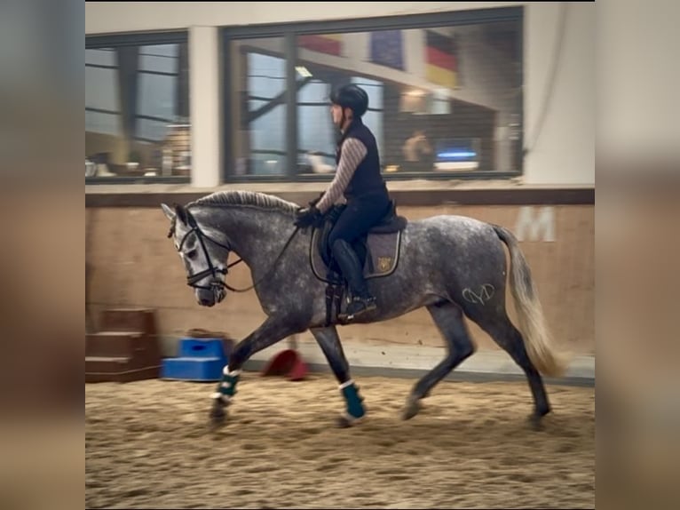 PRE Mix Stallone 3 Anni 165 cm Grigio in Warendorf