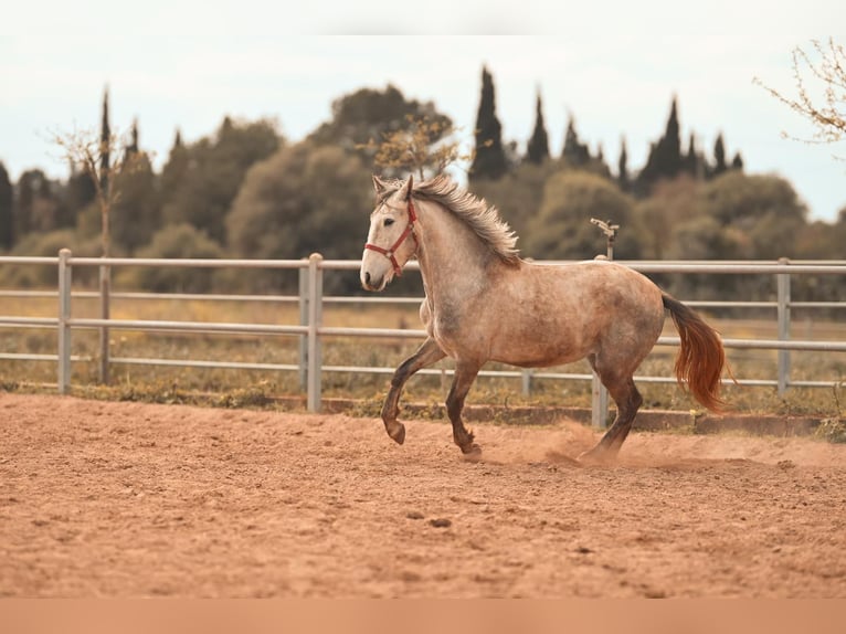 PRE Stallone 3 Anni 165 cm Grigio in Felanitx