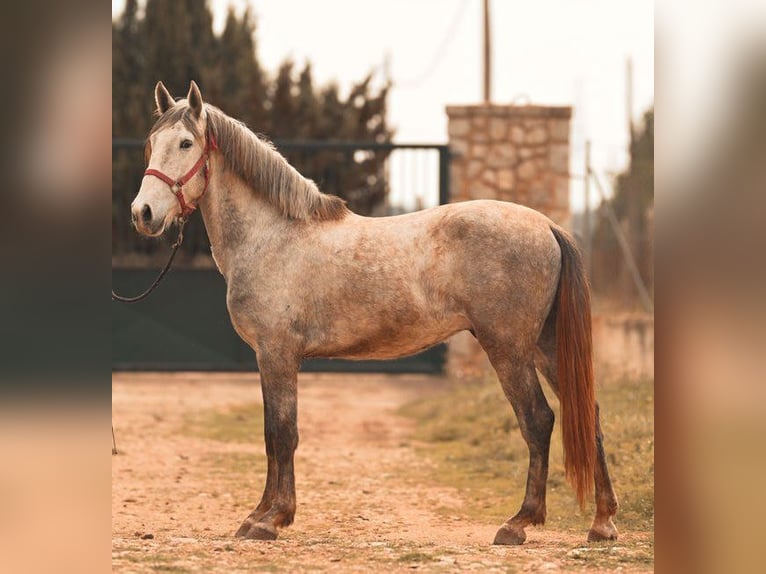 PRE Stallone 3 Anni 165 cm Grigio in Felanitx