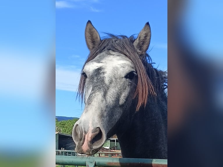 PRE Stallone 3 Anni 165 cm Grigio in Tarifa