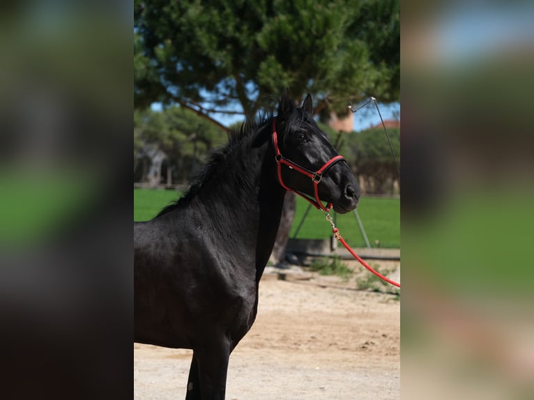 PRE Stallone 3 Anni 165 cm Morello in Hamburg