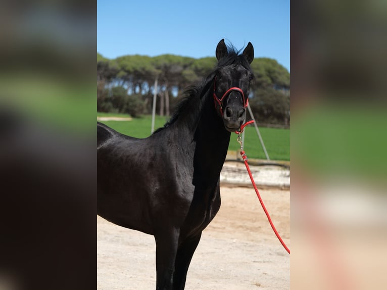 PRE Stallone 3 Anni 165 cm Morello in Hamburg