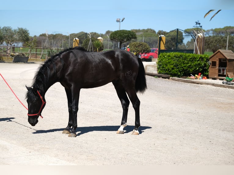 PRE Stallone 3 Anni 165 cm Morello in Hamburg