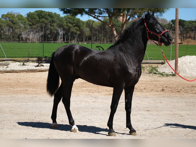 PRE Stallone 3 Anni 165 cm Morello in Hamburg