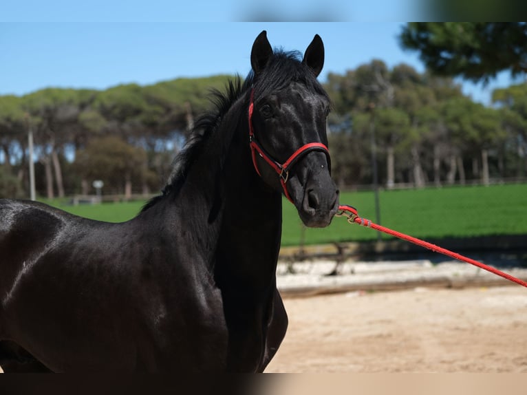 PRE Stallone 3 Anni 165 cm Morello in Hamburg
