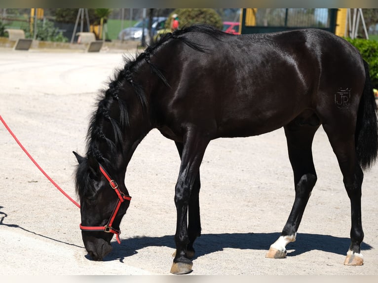 PRE Stallone 3 Anni 165 cm Morello in Hamburg