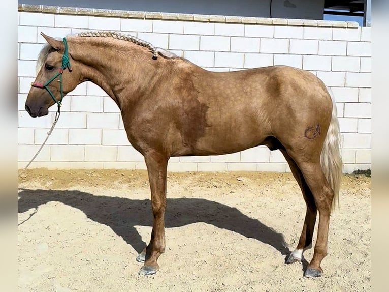 PRE Stallone 3 Anni 165 cm Palomino in Salucar