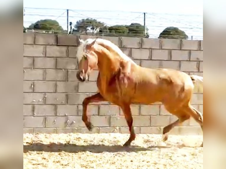 PRE Stallone 3 Anni 165 cm Palomino in Salucar