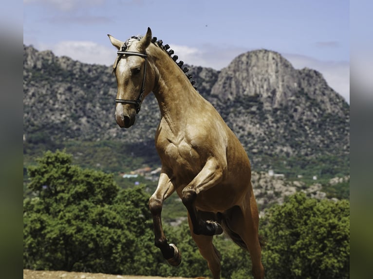 PRE Stallone 3 Anni 165 cm Pelle di daino in La Cabrera