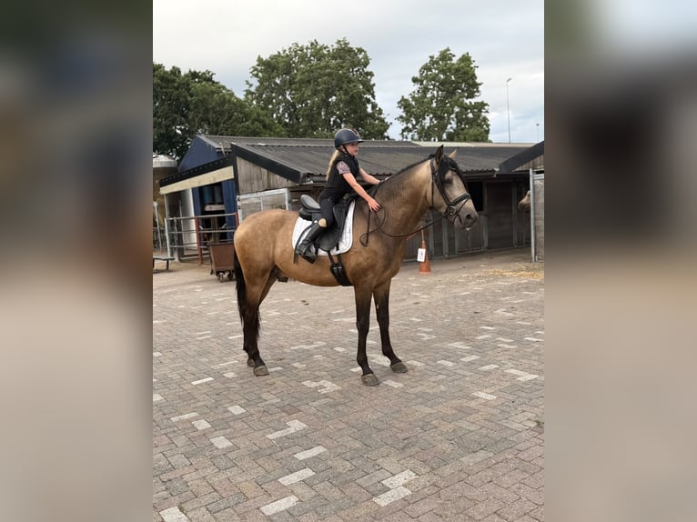 PRE Mix Stallone 3 Anni 165 cm Pelle di daino in Poeldijk