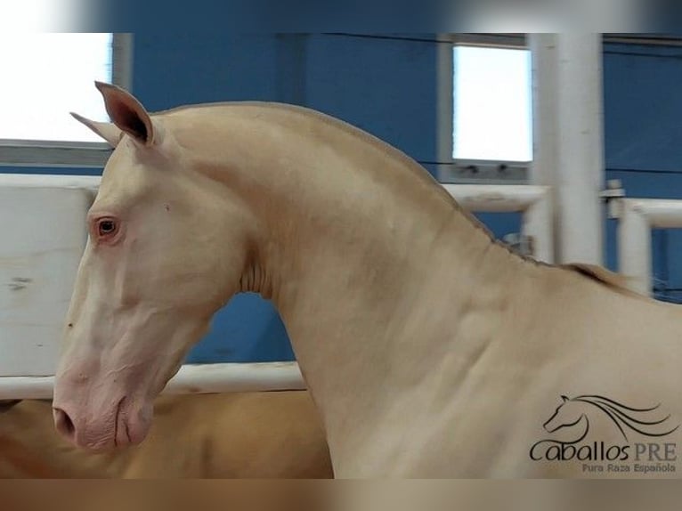 PRE Mix Stallone 3 Anni 165 cm Perlino in Salamanca