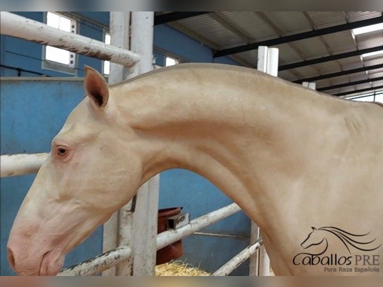 PRE Mix Stallone 3 Anni 165 cm Perlino in Salamanca