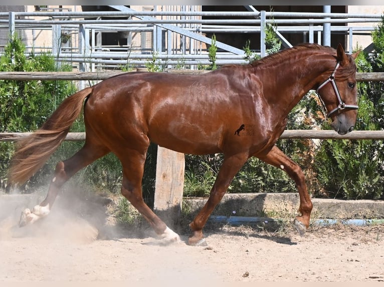 PRE Mix Stallone 3 Anni 165 cm Sauro in Mallorca